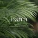 Ixora